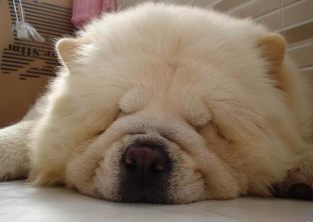 松狮犬怎么看品相