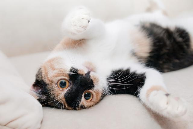 猫晚上不睡觉一直乱窜的原因