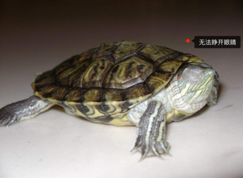 怎么判断乌龟有白眼病