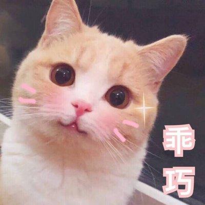 猫咪能吃啥水果
