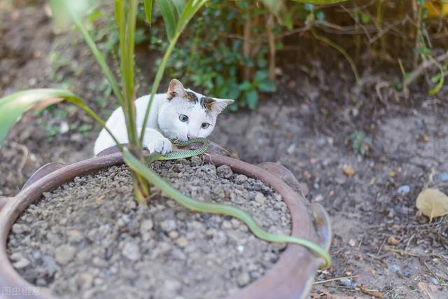 猫为什么不怕蛇呢