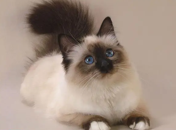 如何让喜马拉雅猫睡在猫窝