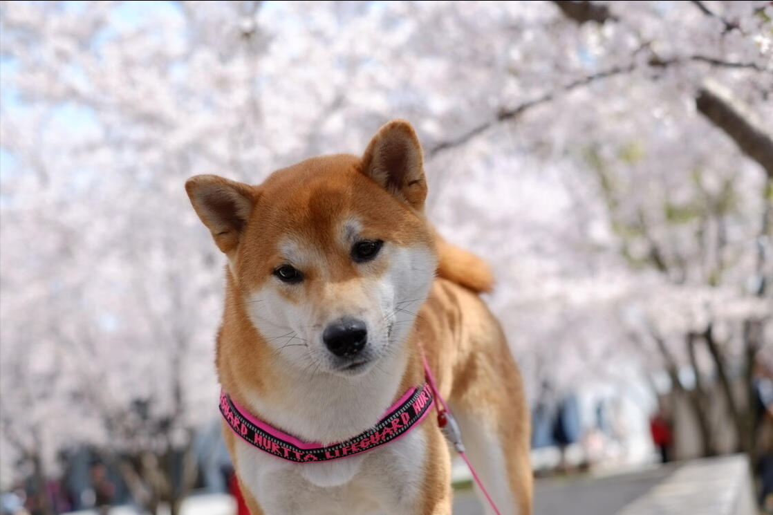 柴犬的优缺点有哪些