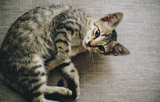 猫吃什么蔬菜补充维生素效果最好