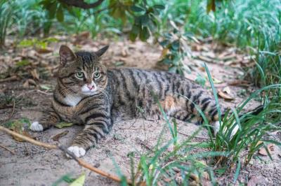 6种常见宠物猫的价格