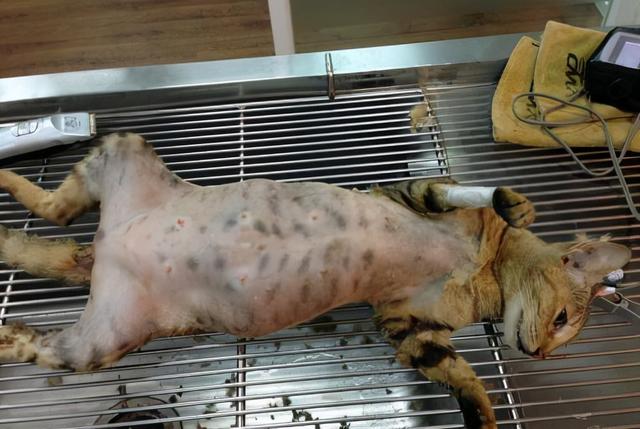 猫咪难产的处理步骤