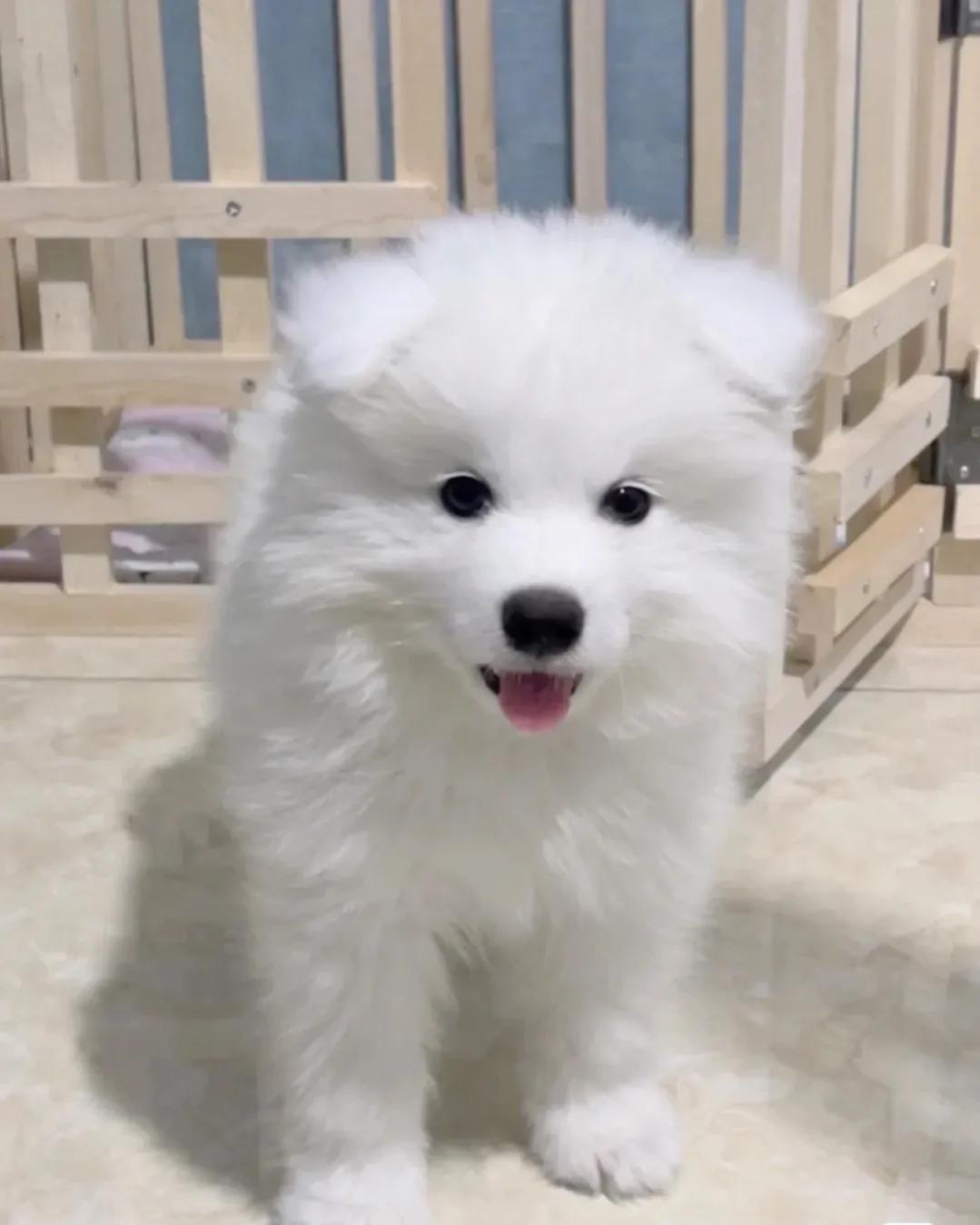 大型犬好养的品种推荐