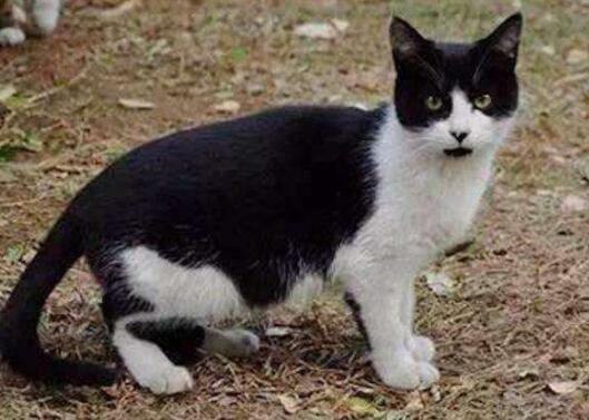 奶牛猫是哪个国家的猫咪品种