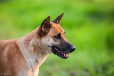公犬尿道口黄脓