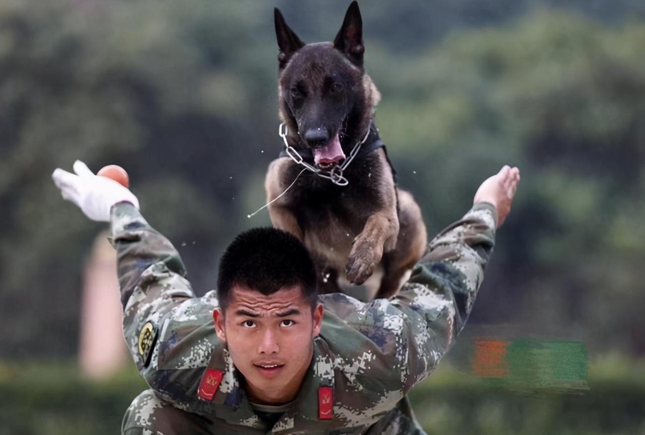 马犬如何看品相