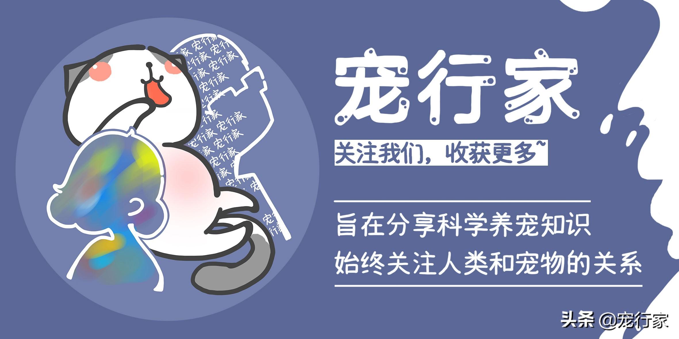 10天小猫没妈妈怎么养