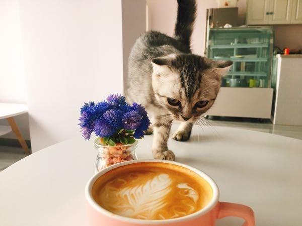 猫猫喝咖啡会怎么样