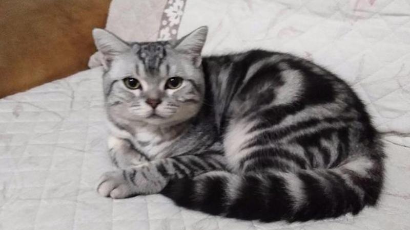虎斑猫的几个特征