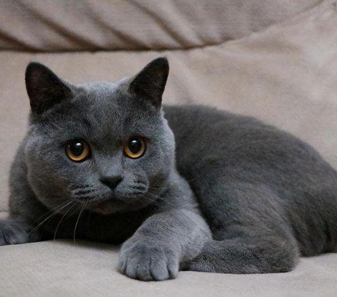 要不要养下面5种猫