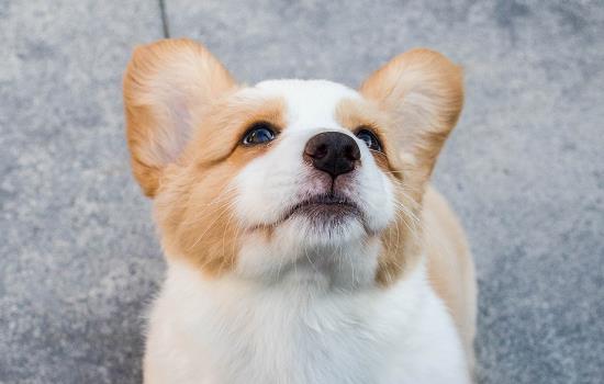 比较适合看门的小型犬有哪些