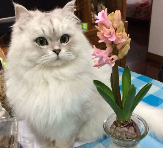 新手养金吉拉猫要注意的事项
