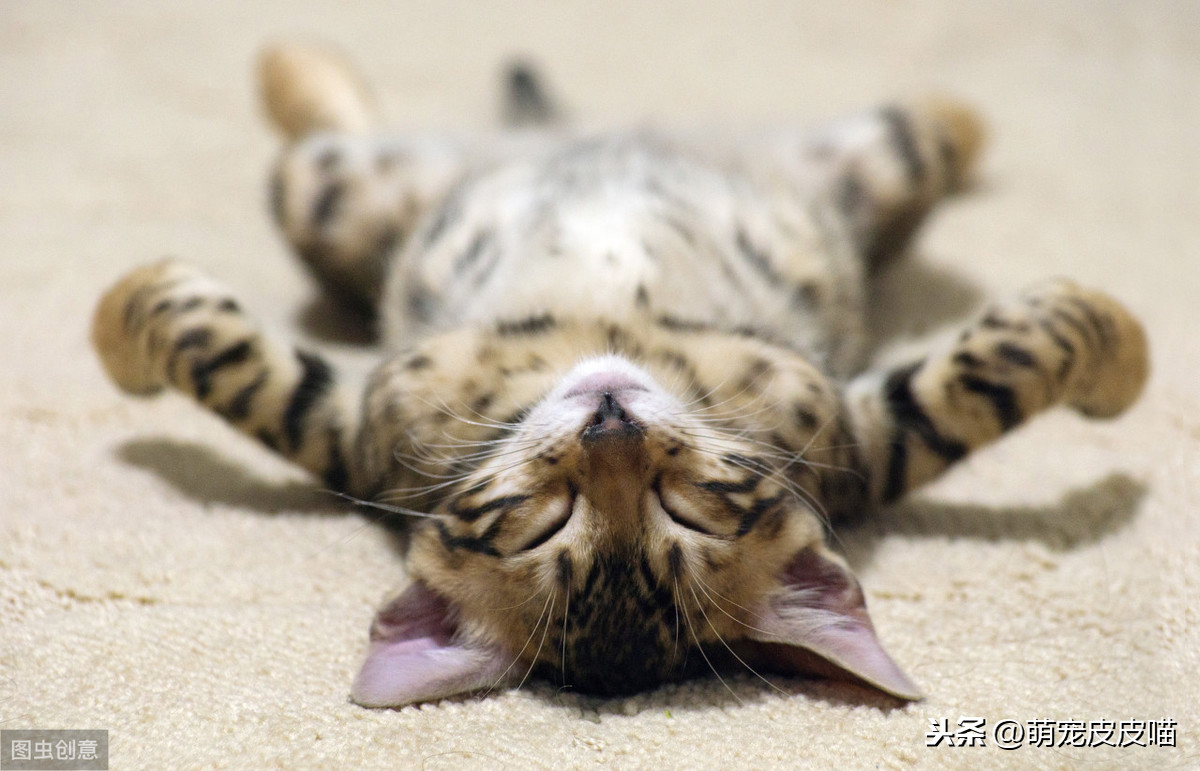 俩月小猫无征兆离世的原因