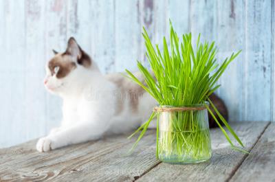 猫打嗝一样一抽一抽的