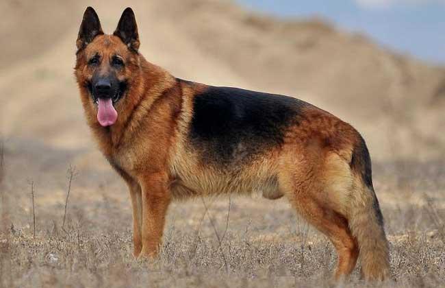 盘点养德牧犬的方法及注意事项