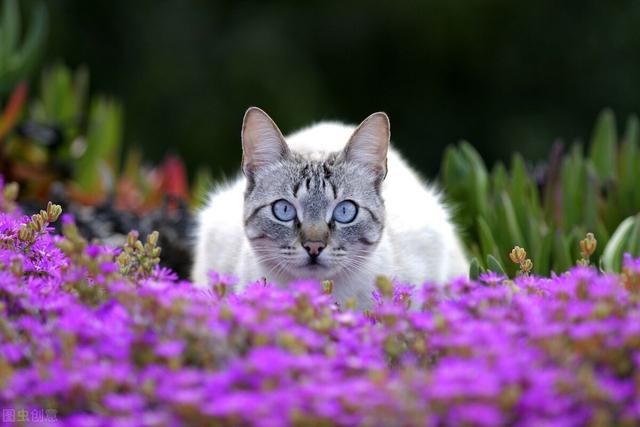 如何防止猫鼻支传播