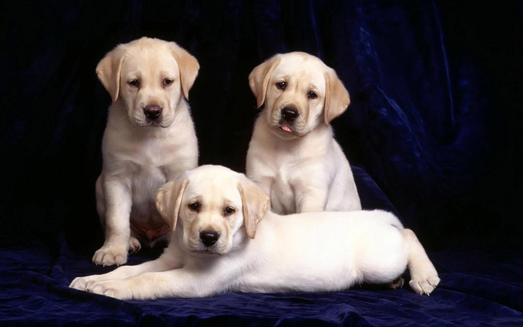 教你养拉布拉多幼犬的方法