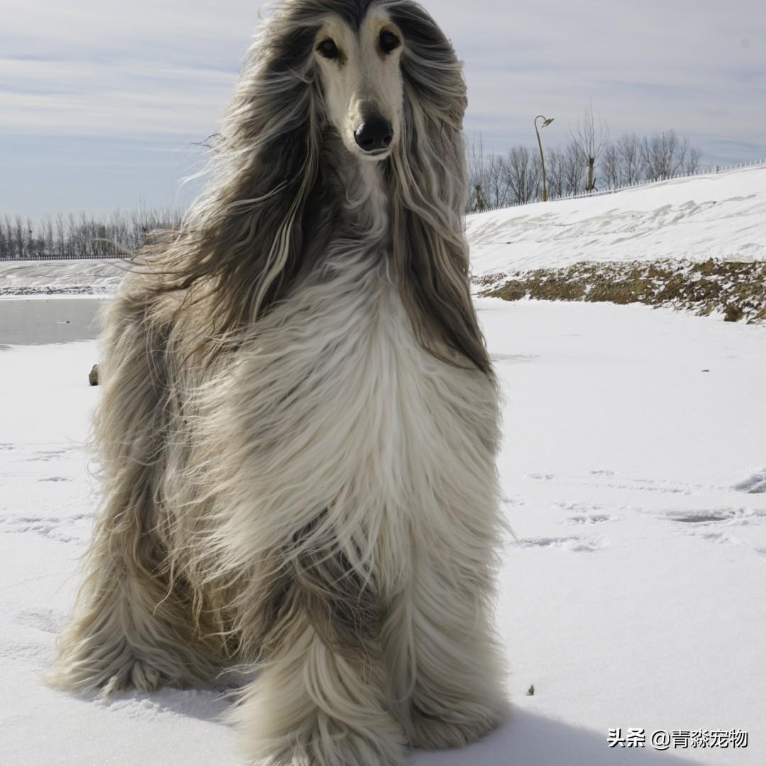 阿富汗猎犬如何喂养