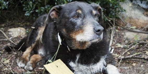 12岁牧羊犬突然失踪  原来是去救同类了