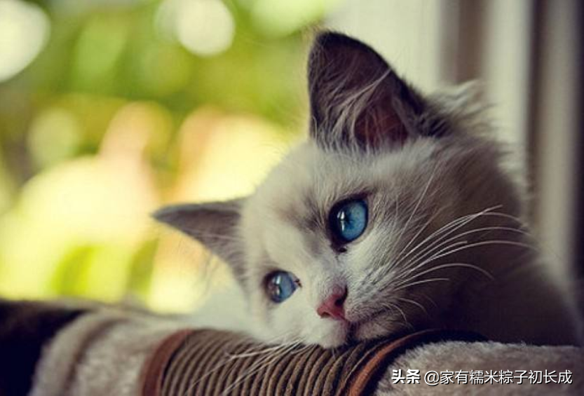 人类吃的维生素b族猫能吃吗