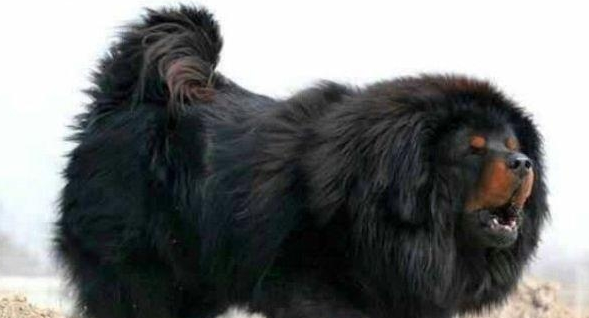 猞猁和藏獒进行殊死搏斗