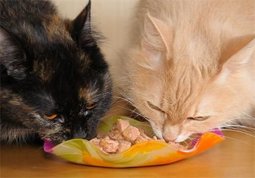 猫咪不能吃盐吗