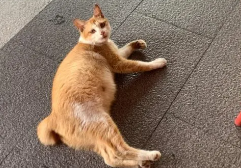 孕猫没有安全感的原因