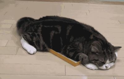 宠物猫会传染给人什么病
