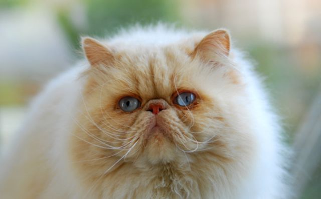 猫一只眼睛有脓黄眼屎怎么办