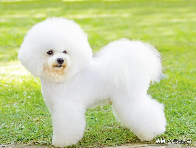 比熊犬多少钱一只呢