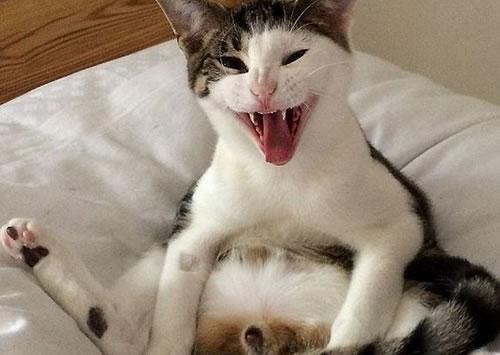 猫猫会知道自己被绝育了吗