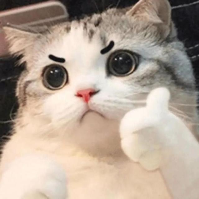 猫咪生产过程需要注意什么
