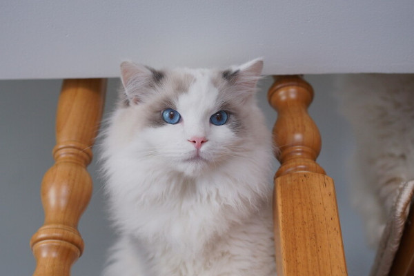 怎么看出布偶猫特别讨厌宠主