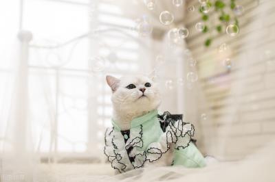 猫咪流脓鼻涕吃什么药