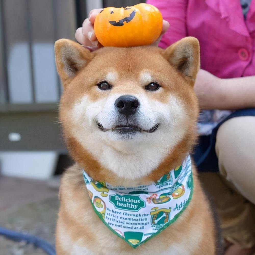 柴犬怎么训练