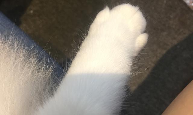 猫咪打猫三联的重要性