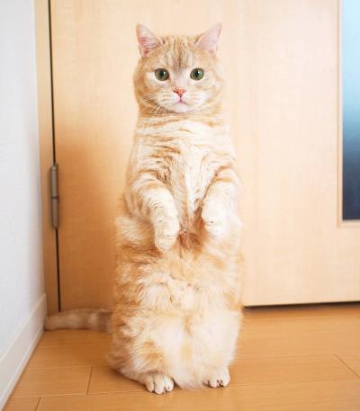 养猫需要注意什么 有什么技巧