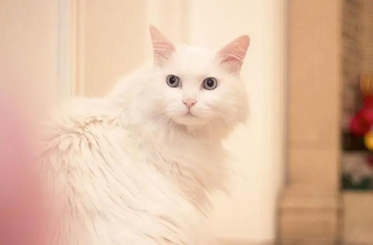 猫咪消炎药吃过量会发生什么