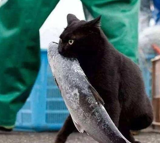 猫咪为何喜欢舔毛