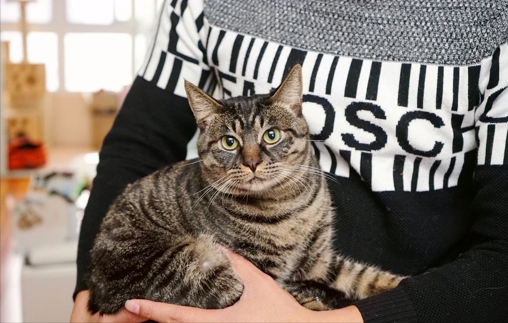 狸花猫