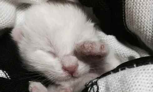 刚出生的小猫过几天才睁眼