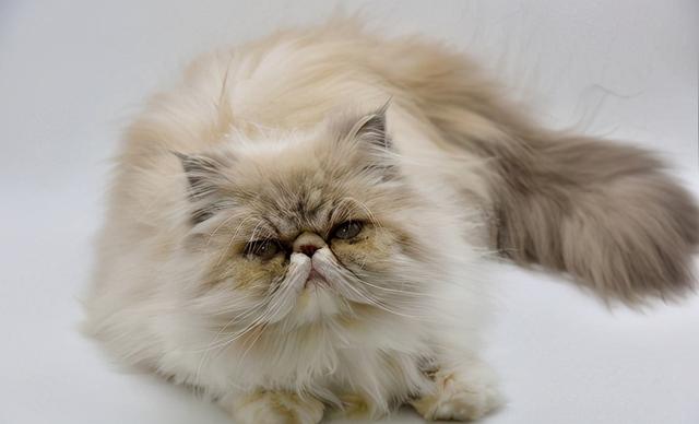 没猫砂猫能憋多久呢