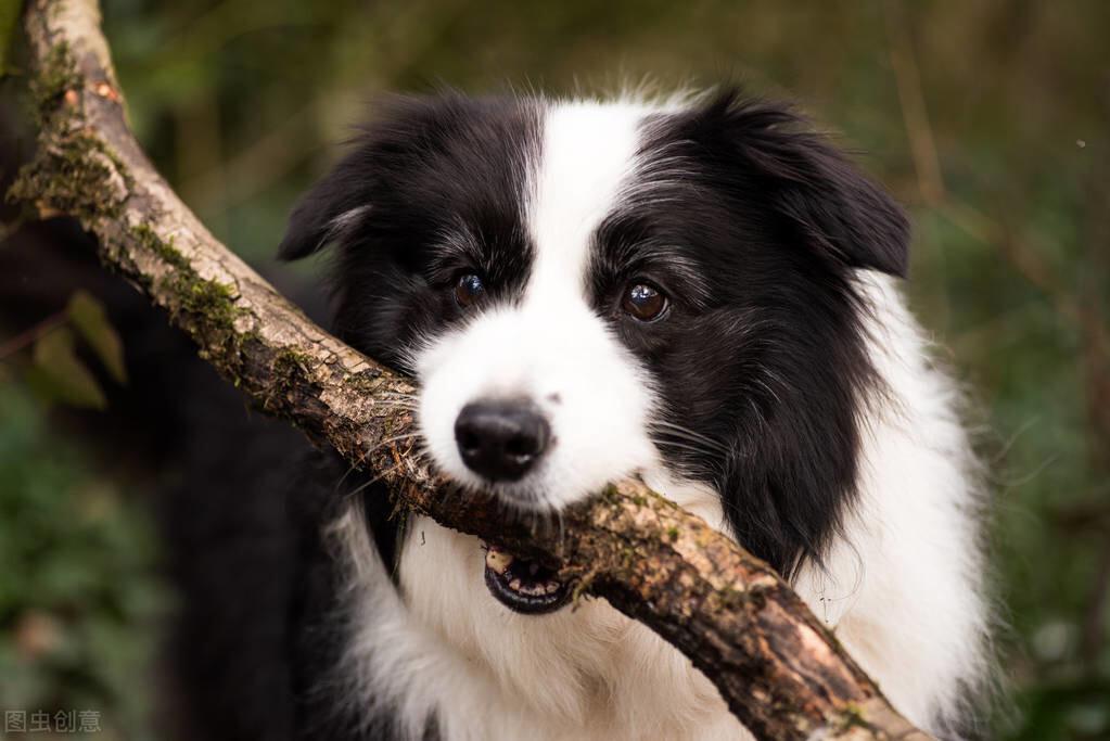 牧羊犬智商高为何很少人饲养