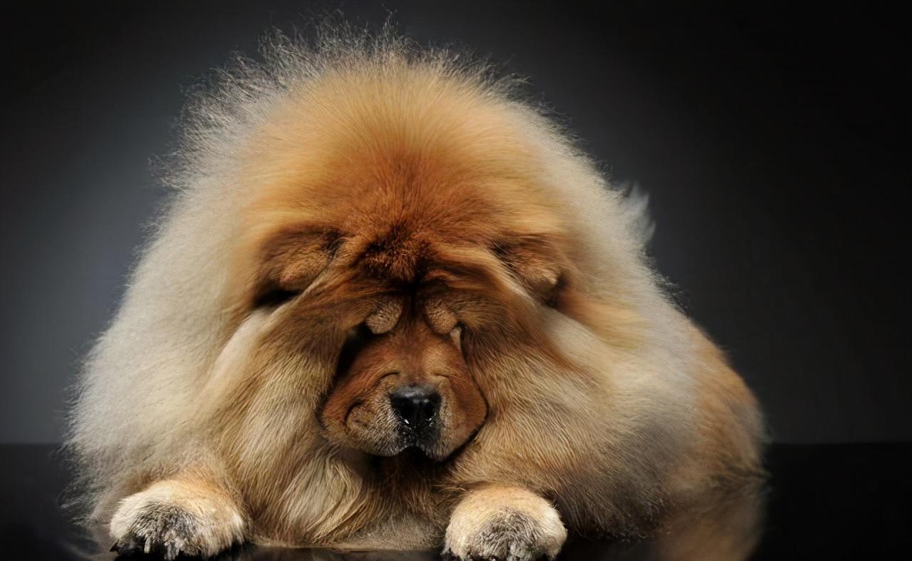 松狮犬真的适合家养吗