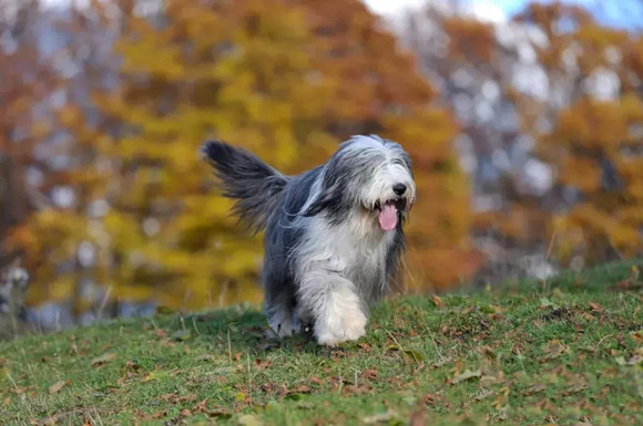 让犬完全记住每一件事的办法