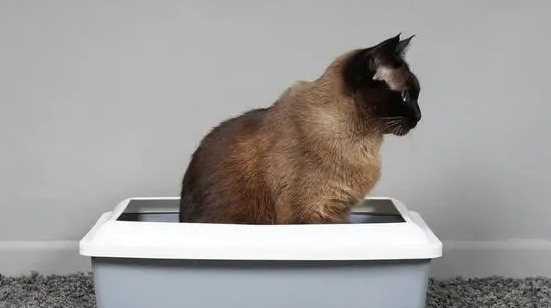猫咪有哪些行为表示上厕所